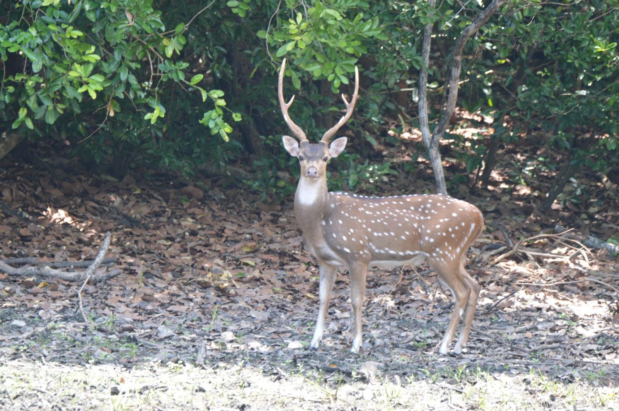 Priyanna Guest, Forest View 波隆纳鲁沃 外观 照片